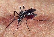 Aumenta el alerta por Dengue en zona norte