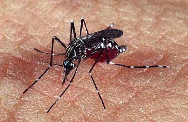 rp_dengue-28129.jpg