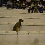perro en la tribuna