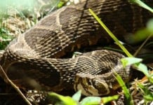 Encontraron una yarará en la ribera de San Isidro