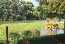 Camalotes: una serpiente venenosa mordió a un hombre en Tigre