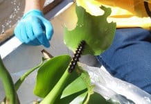 Beneficios ambientales de la llegada de camalotes a la ribera urbana