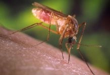 ¿Por qué hay tantos mosquitos?
