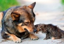 Aseguran que las mascotas incrementan su ansiedad al modificarse sus rutinas por el aislamiento