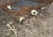 Misterio en Escobar: Encuentran huesos humanos en el Paraná de las Palmas