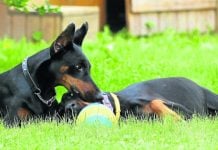 Detienen a dos jóvenes acusados de robar una casa en Pilar y envenenar a los perros