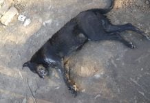 Matanza de animales en Pilar: Encuentran envenenados a más de 20 animales