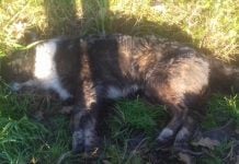 Matanza de animales en Pilar: investigan si envenenaron carne en un intento de robo