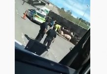 Volcó un camión con chanchos en la autopista que une Pilar y Pergamino