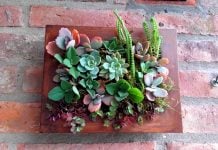 Talleres de jardineria urbana en San Isidro: kokedamas, cuadros vivos, terrarios y suculentas para aprovechar la primavera