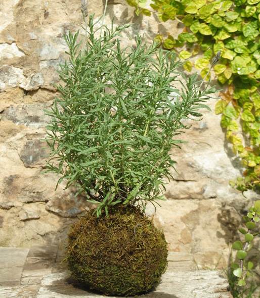 Kokedama 1