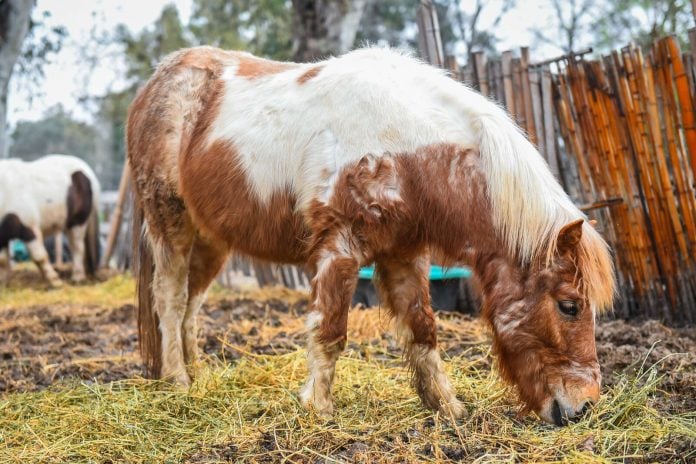 Pony Granja Don Benito Pony Granja Don Benito