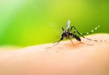 Dengue: aumentan los casos y ya se registra brote en varios municipios de la zona norte Dengue