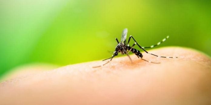 Dengue