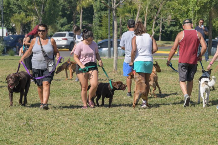 adiestramiento perros SF