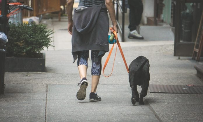 Paseo Perro 3