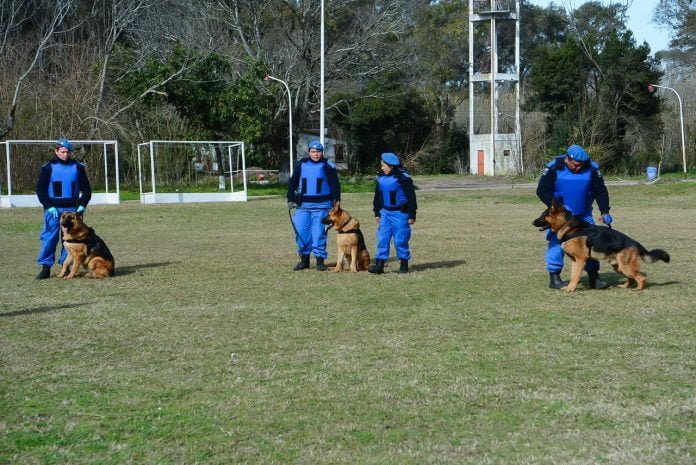 División Canina (2)
