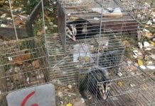 Repudian "captura y traslado ilegal" de animales silvestres dentro de un country de Pilar Caza Ilegal Animales Silvestres Estancias Pilar