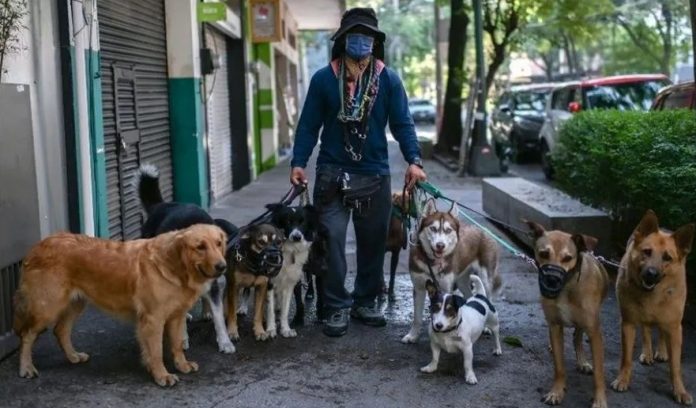 Paseo Perros Actividades Cuarentena