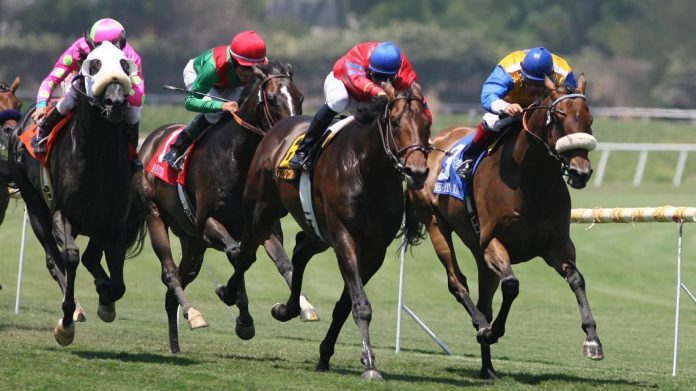 Turf San Isidro Hipodromo