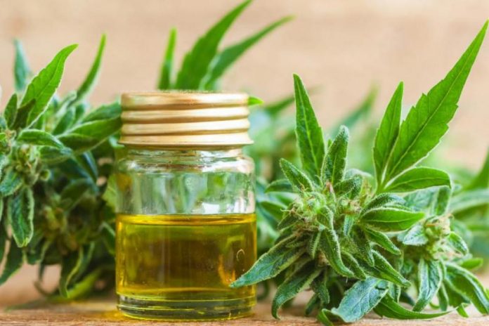 cannabis-medicinal-tigre-6 Cannabis Medicinal Tigre 6