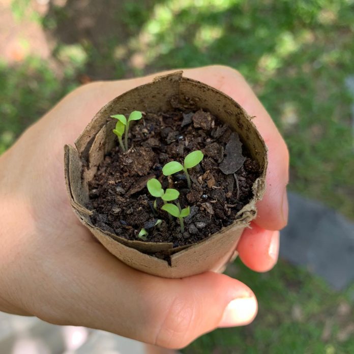 Cultura Ambiental