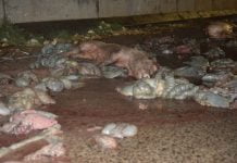 Camión Arroja Animales Muertos Ciudadela Tres De Febrero