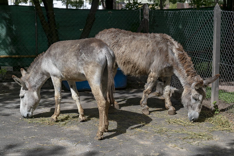 Chacra 2 1