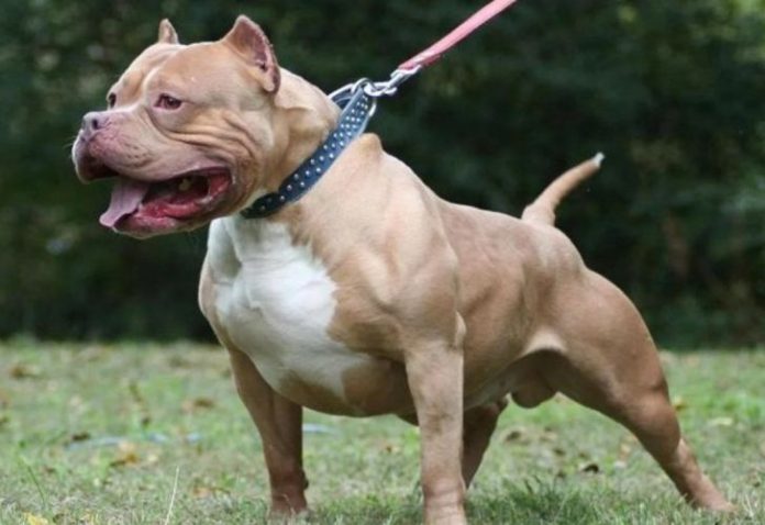 Pitbull Vecinos Morón Policía