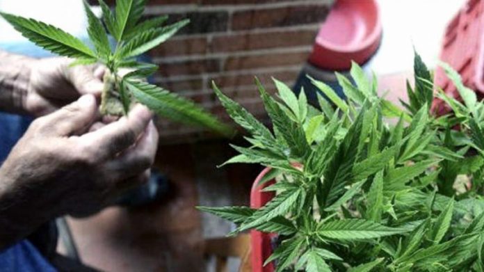 cannabis medicinal provincia proyecto