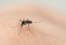 Ya está disponible la vacuna contra el dengue en Argentina: ¿Cuánto saldrán y cómo debe aplicarse? Mosquito Dengue 8293