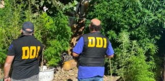plantacion marihuana tigre detenidos