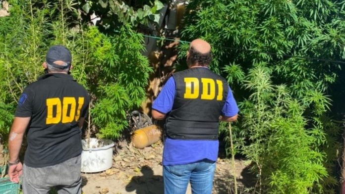 plantacion marihuana tigre detenidos