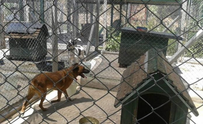 refugios perros base aérea el palomar
