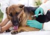 vacunación antirrábica perros gatos vicente lópez