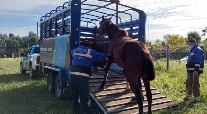 caballos-rescate caballos rescate