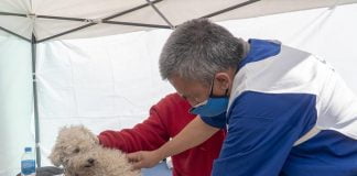 vacunación mascotas san isidro
