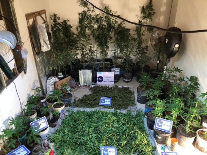 plantas de marihuana