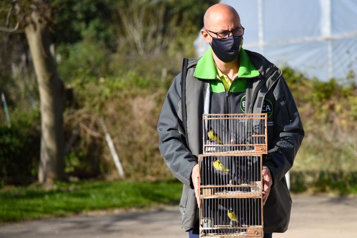 rescates aves