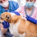 perro vacunación