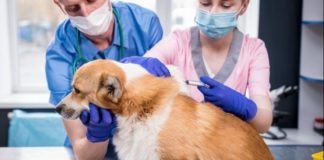 perro vacunación