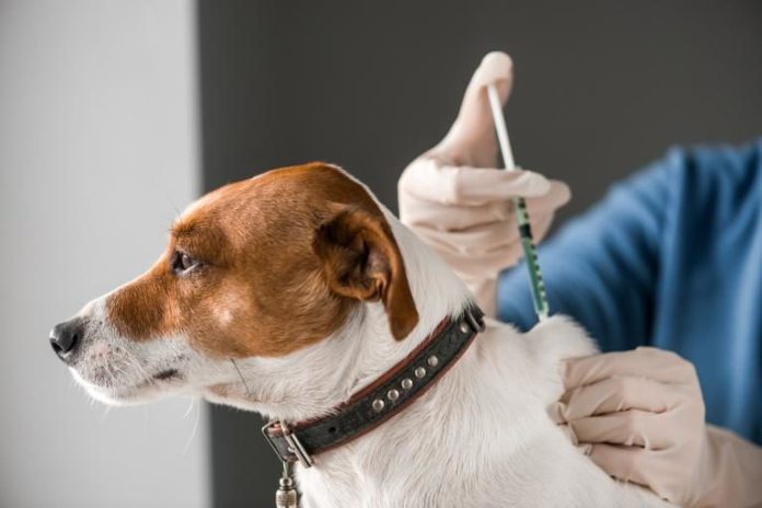 vacunas para perros 768x512