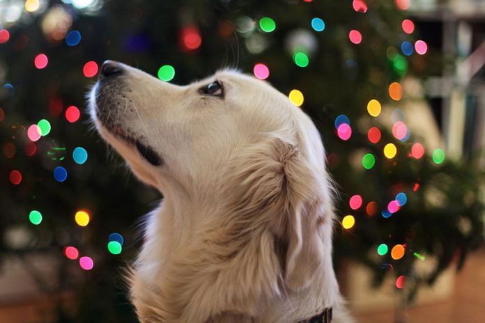 perro pirotecnia fiestas 5