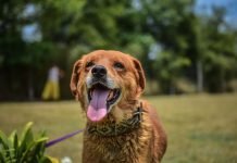 adopciones en zoonosis