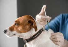vacunas para perros 768x512 1 696x464