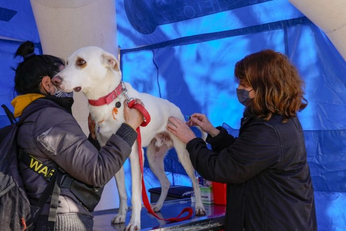 jornada de castración y vacunación para perros y gatos en Vicente López