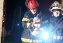 bomberos san fernando rescate perrito
