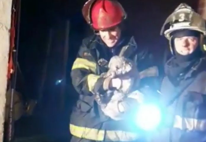 bomberos san fernando rescate perrito