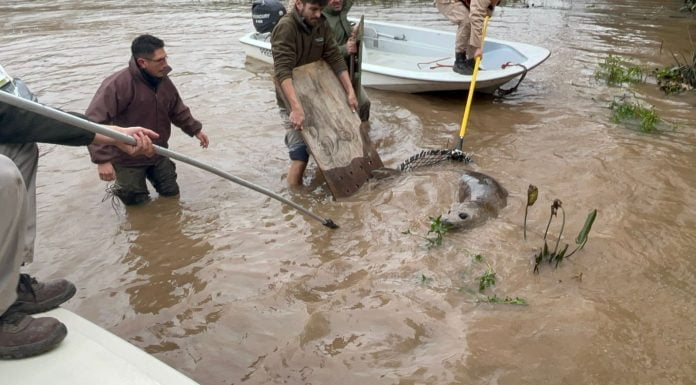 lobo marino rescatado delta san fernando 3