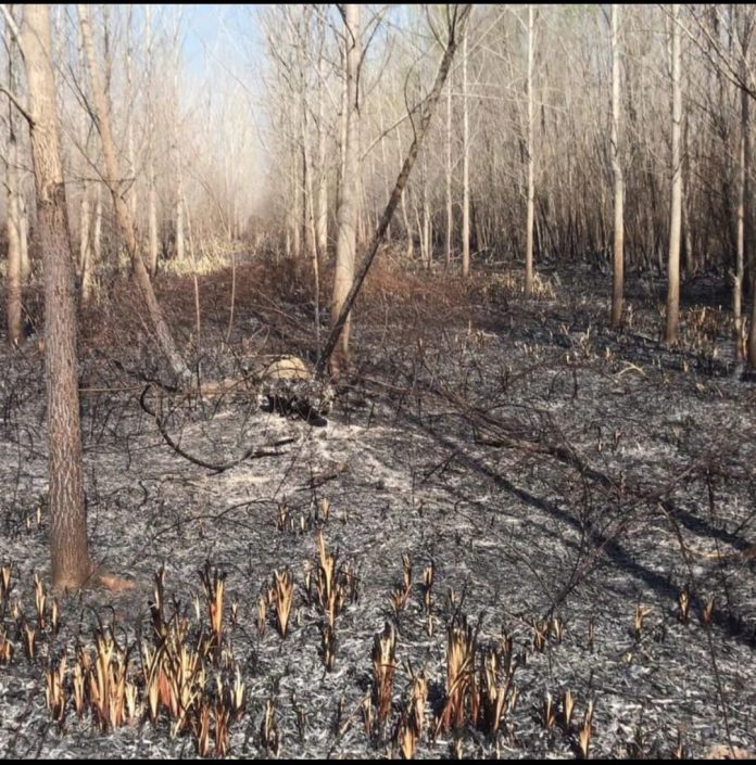 incendio delta de san fernando 2022